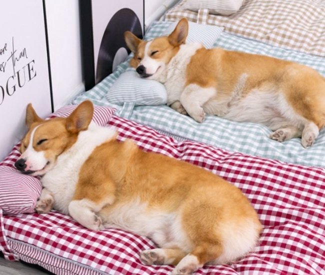 Pampered Paws Mattress Dog Bed Crate Mat